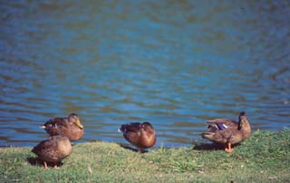 Four ducks by the lake at Craig Park.