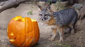 Small gray island fox stands next to a carved pumpkin for Zoo-Tacular at the OC Zoo.
