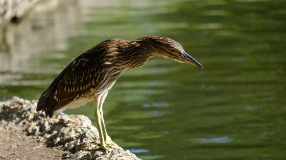Irvine Bird Heron