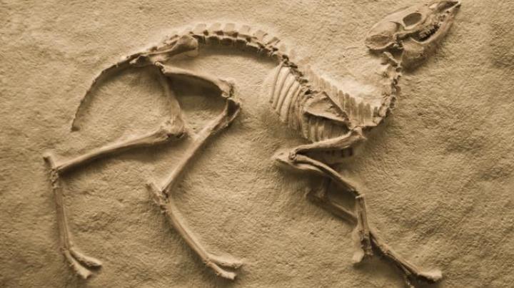 Fossil_Image