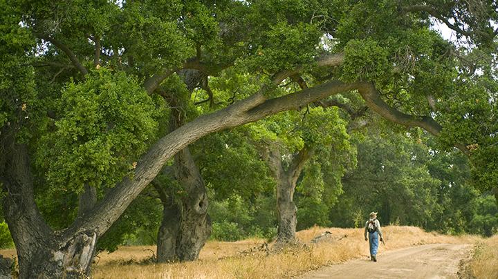 Our Magnificent Oaks Interpretive Hike