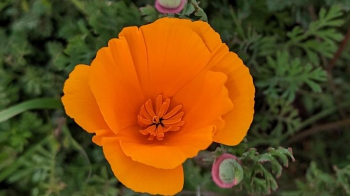 California poppy