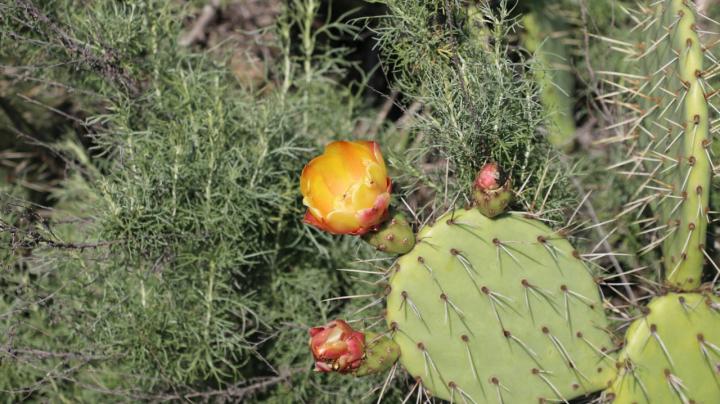 cactus