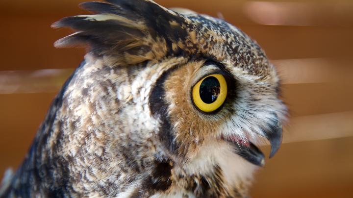 oc zoo owl
