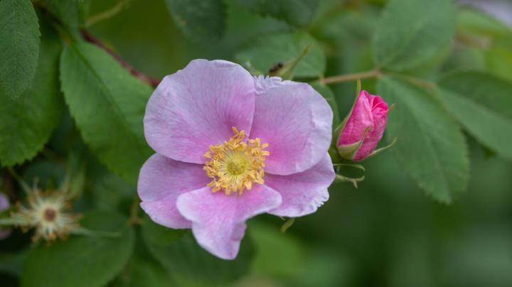 rose