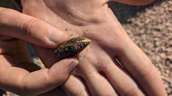 Seed acorn