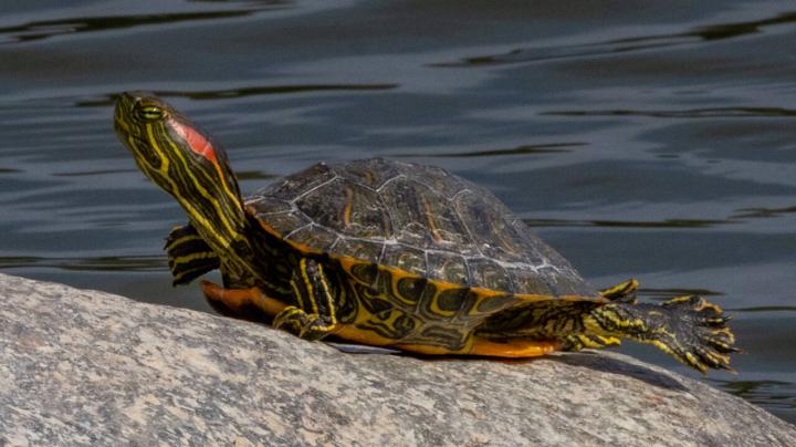 Turtle