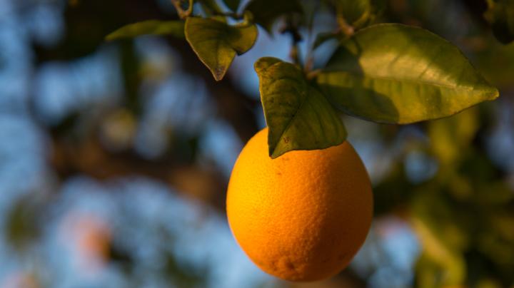 Orange Grove