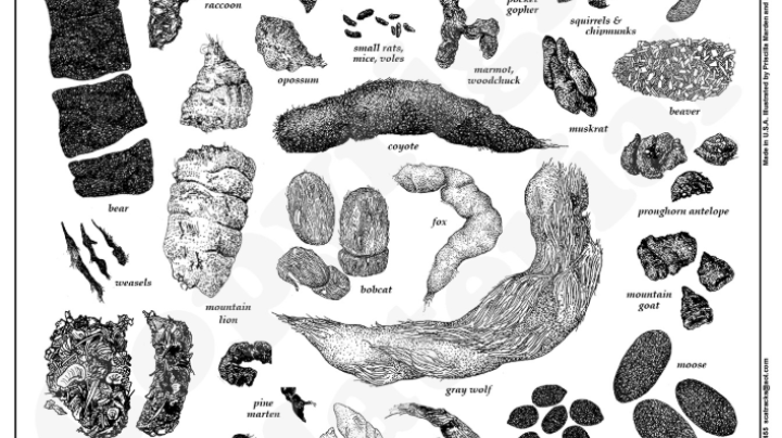 Scatology