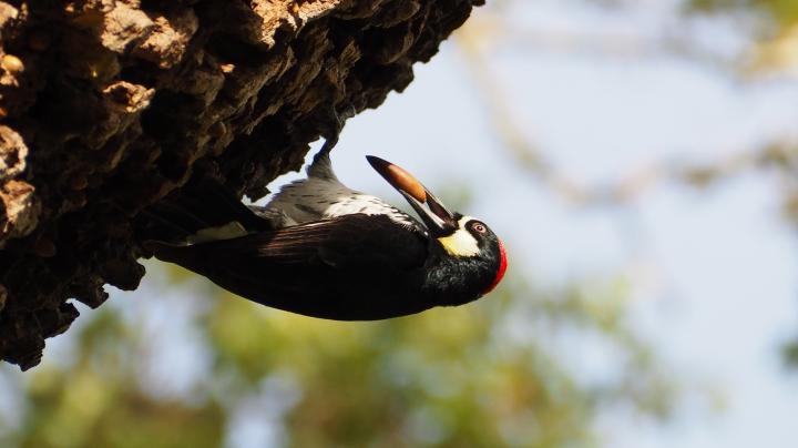 Woodpecker Irvine