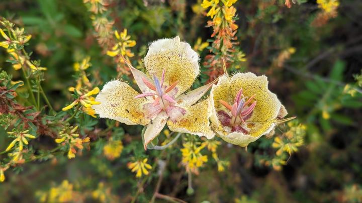 wildflowers