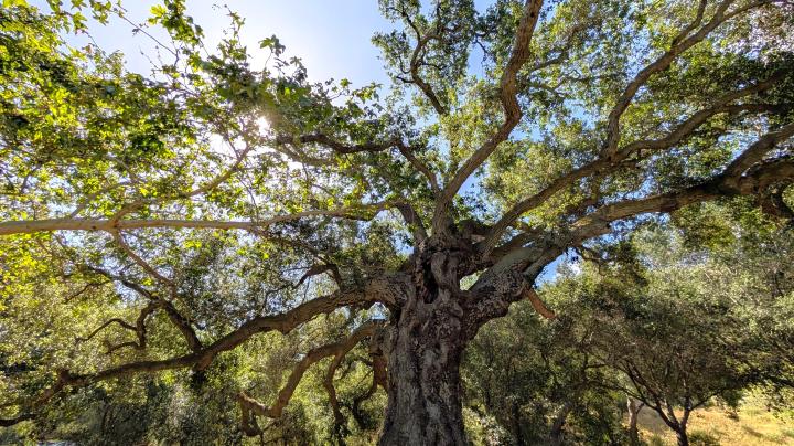 Oak Tree IRRE