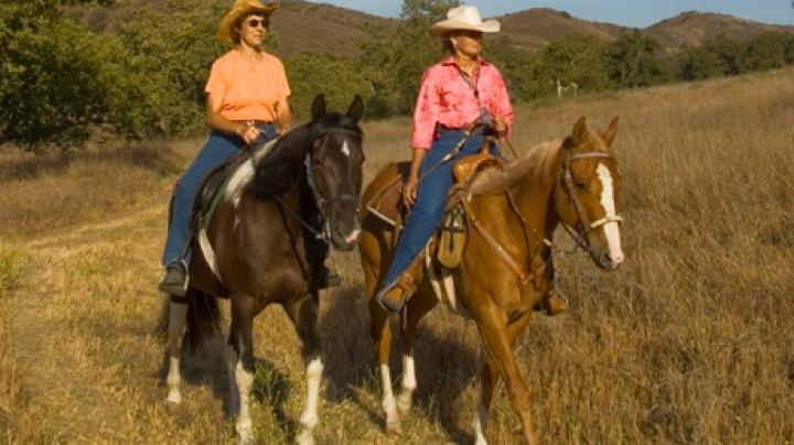 horses