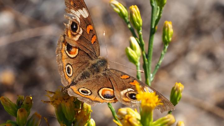 A close-up photograph of a Gray Buckeye butterfly perched on a plant with small yellow flowers and green buds. 