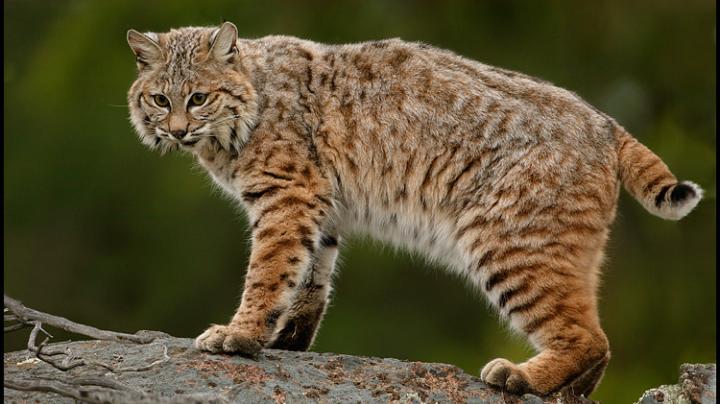 bobcat