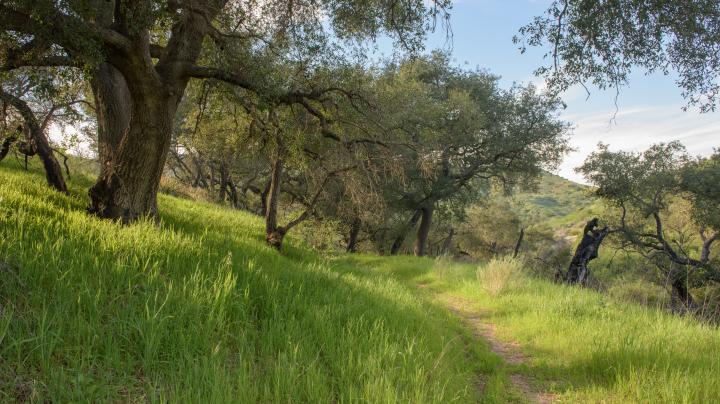 Dripping Springs Spur