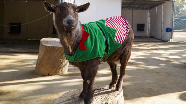 zoo christmas goat