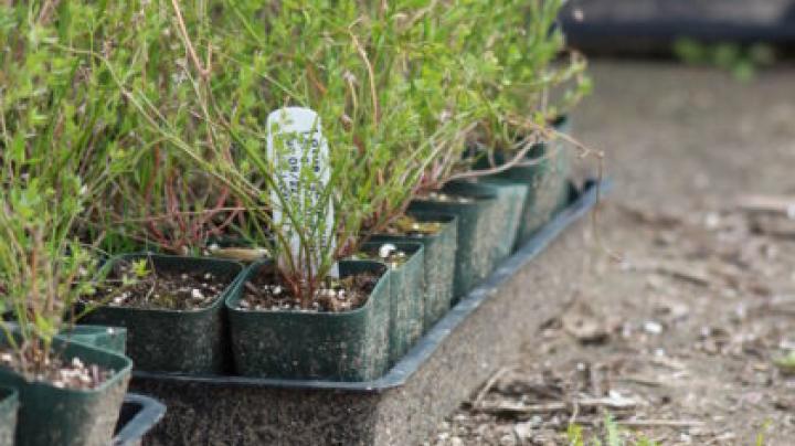 AugustinePlants
