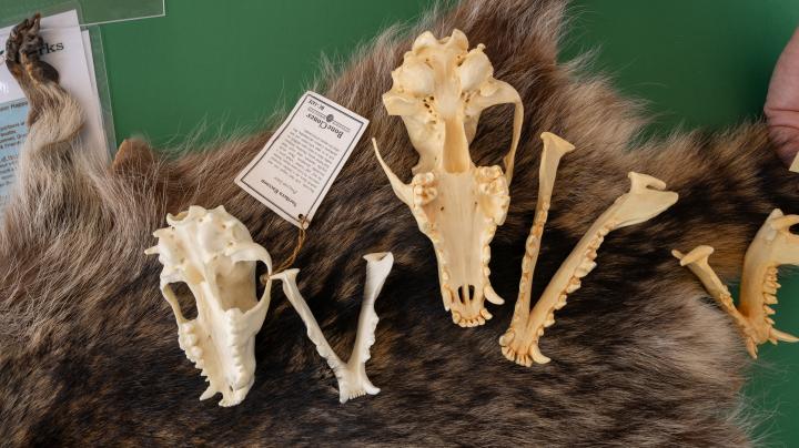 Replica skulls on a raccoon pelt