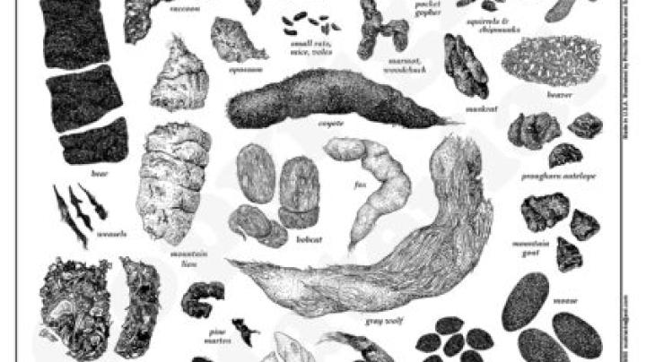 scat