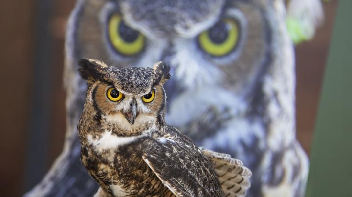 zoo owl
