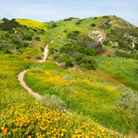 A trail on a green hill with orange poppies
