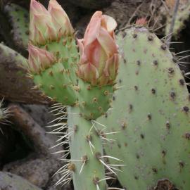 Prickly Pear Cactus on Hicks Haul Road in Limestone Canyon