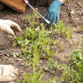 Keep it Wild Native Plant Nursery