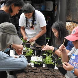 Replanting Seedlings at the Nursery