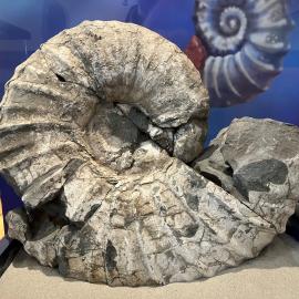 Ammonite from collection