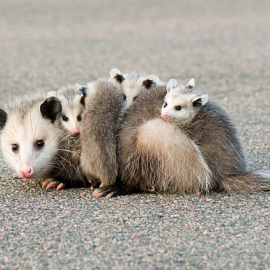 Opossum mom with babies on her back