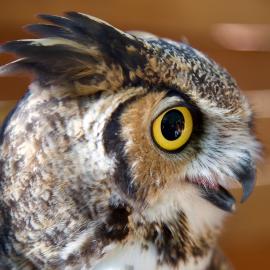 oc zoo owl