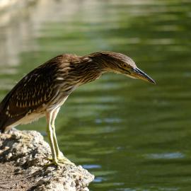 Irvine Bird Heron