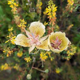 wildflowers