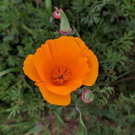 CA Poppy