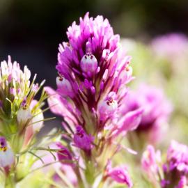 Image of a wildflower.