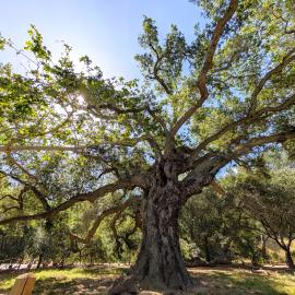 Oak Tree IRRE