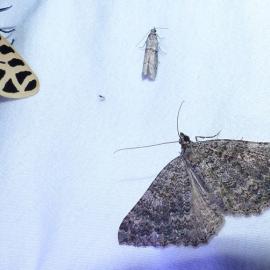 Nighttime Bugs