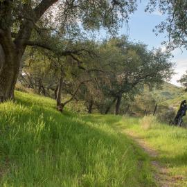 Dripping Springs Spur