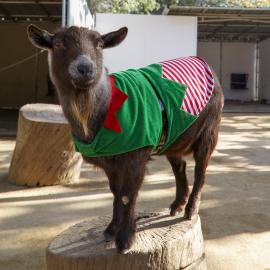 zoo christmas goat