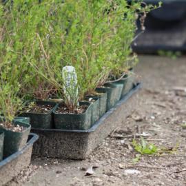 AugustinePlants