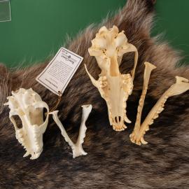 Replica skulls on a raccoon pelt