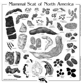 scat