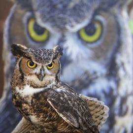 zoo owl