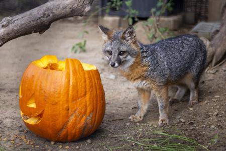Small gray island fox stands next to a carved pumpkin for Zoo-Tacular at the OC Zoo.